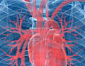 illustration of human heart