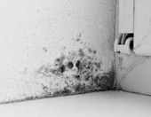 dangerous mold in the home