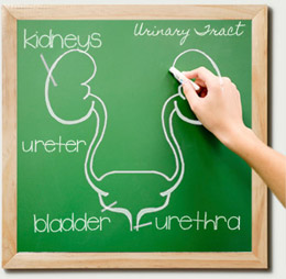 illustration of urinary tract